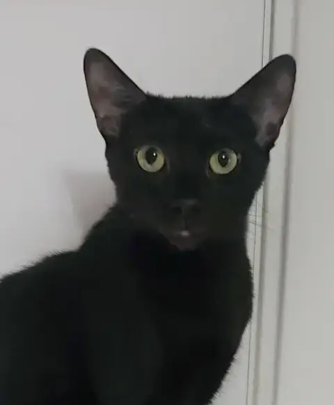 Ivy