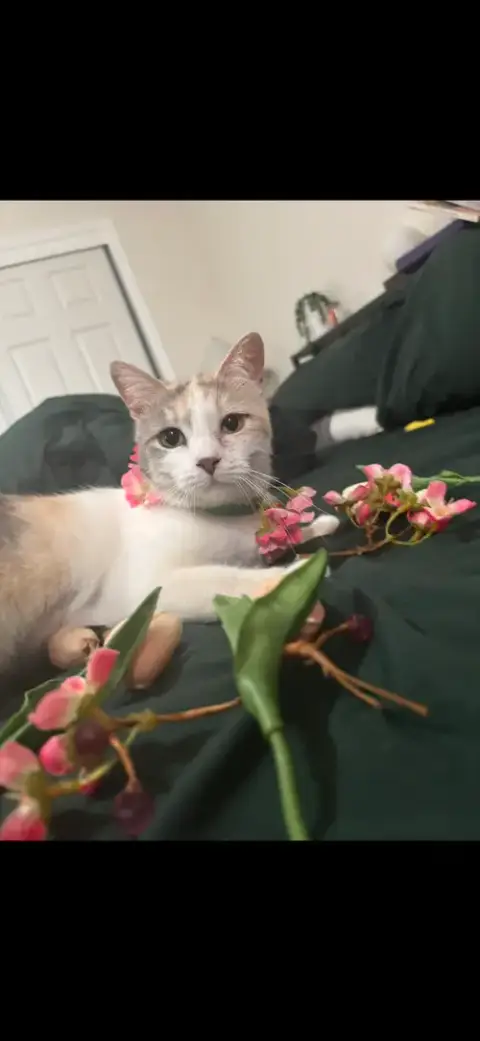 Snickerdoodle