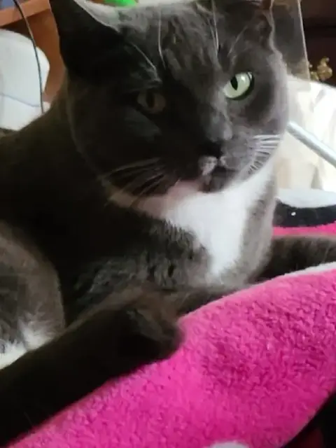 Suki photo 3