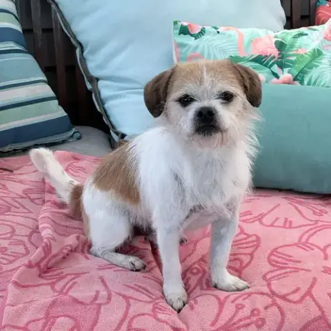 Mooshu photo 3