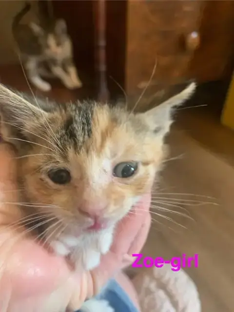 Zoe