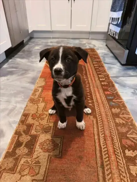 *Chico