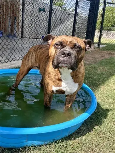 Duke