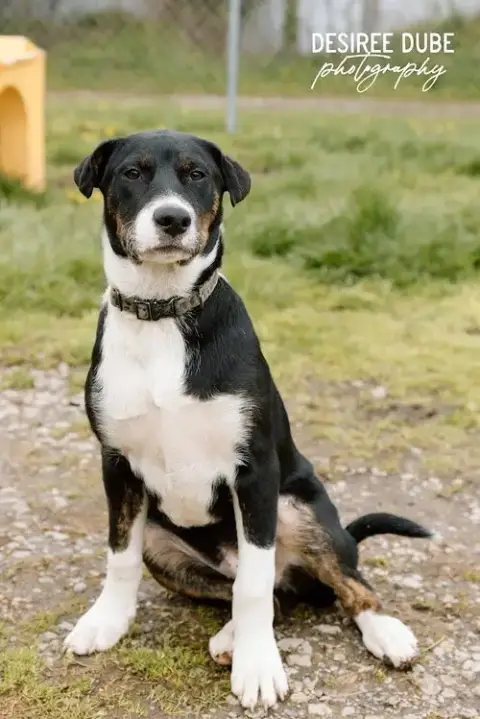 Jacob Puppy photo 2