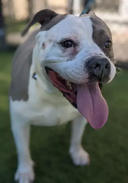 Teagan