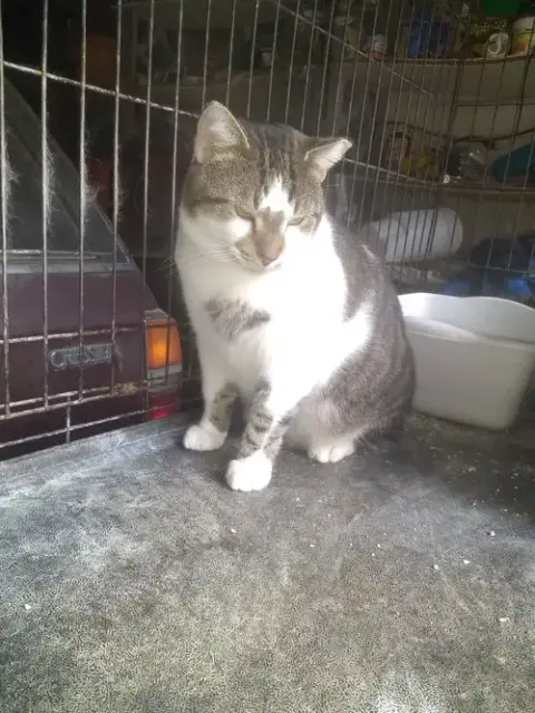 Bobo