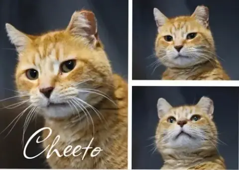 Cheeto