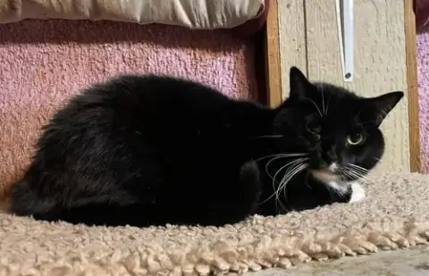 Tux photo 4