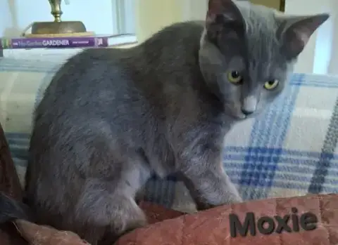 Moxie photo 4