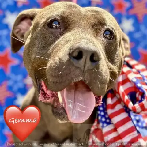 Gemma