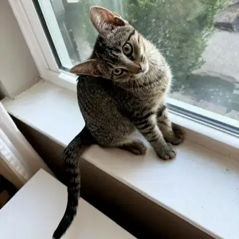 Bud #Tabby-Brigade photo 3