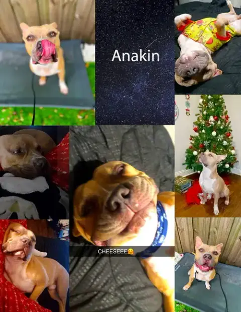 Anakin