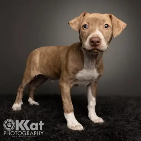 Hank photo 3