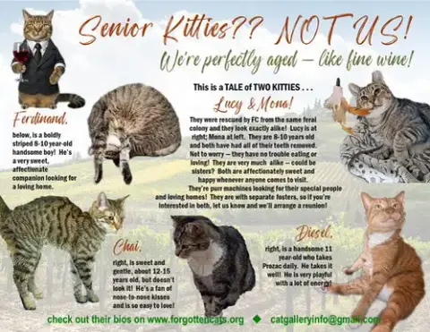 More Mature & Senior Cats photo 2