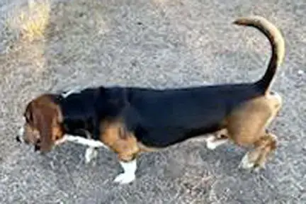 Winston photo 4