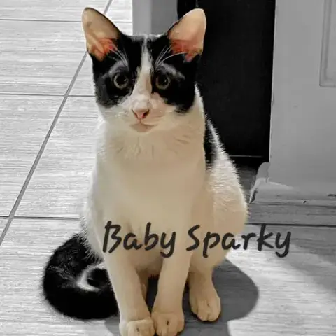 Baby Sparky #Litter-Of-10