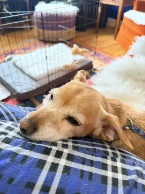 Milo photo 3