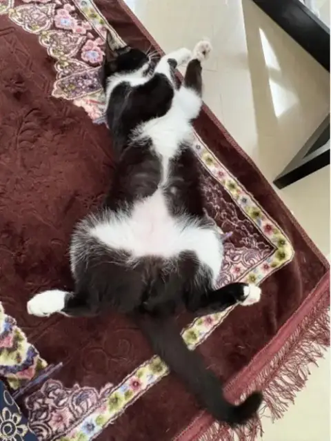 Tuxy photo 4