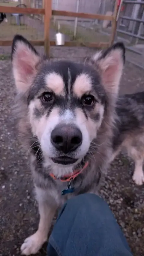 Jak photo 3