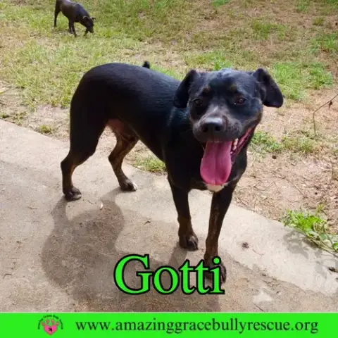 Gotti