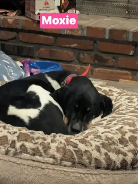 Moxie photo 2