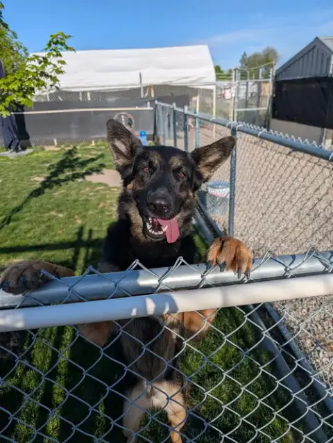 Adoption Pending photo 2