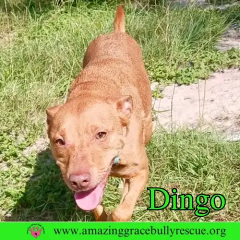 Dingo photo 4