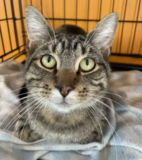 Sphinx