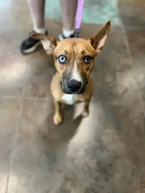 Jack