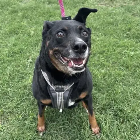 Rosie