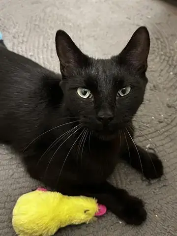 Samantha
