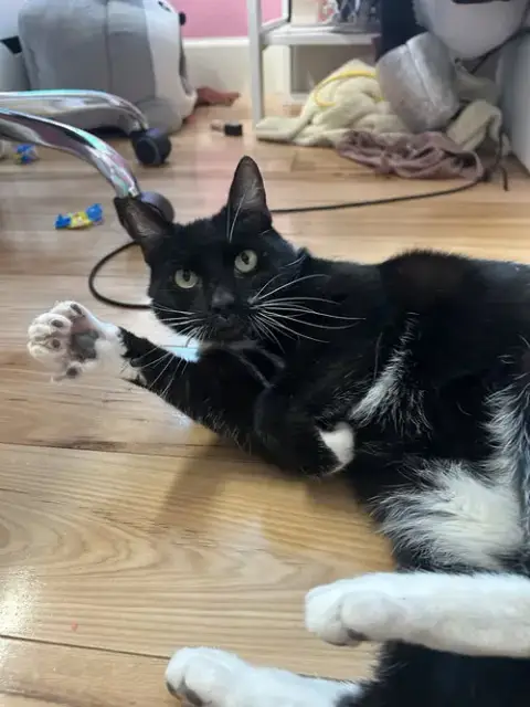 Whiskers