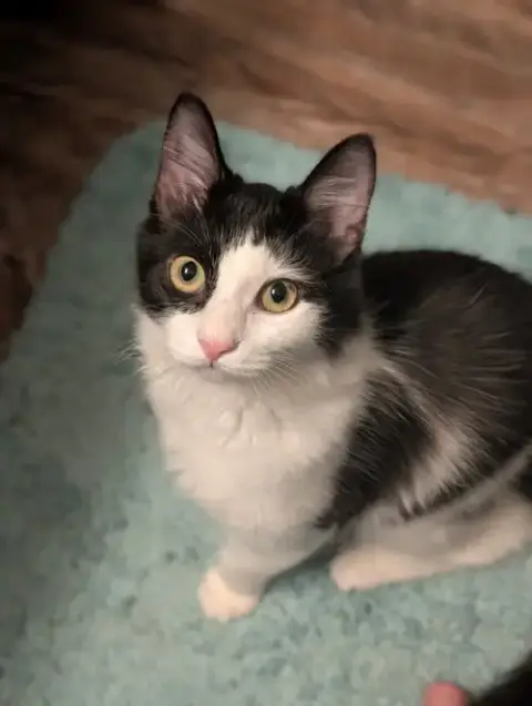 Jekyll