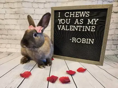 Robin