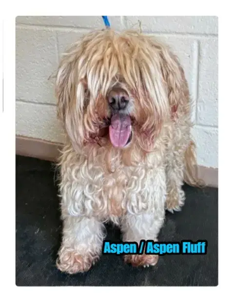 Aspen Fluff photo 3
