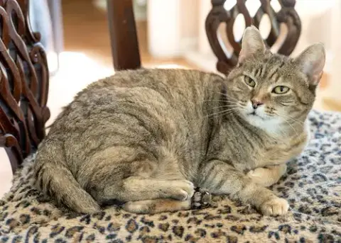 Marmie