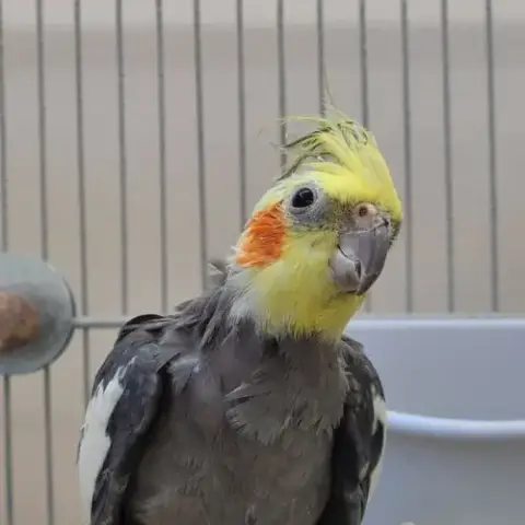Kanobi