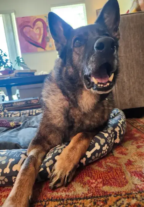 Gouda
