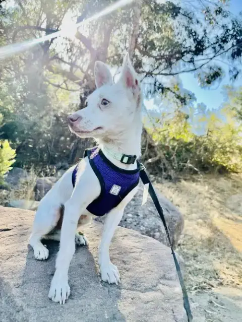 Ari