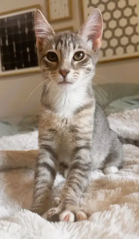 Eliza