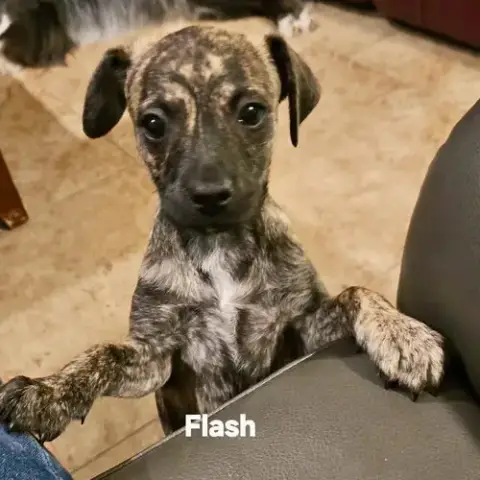 Flash *