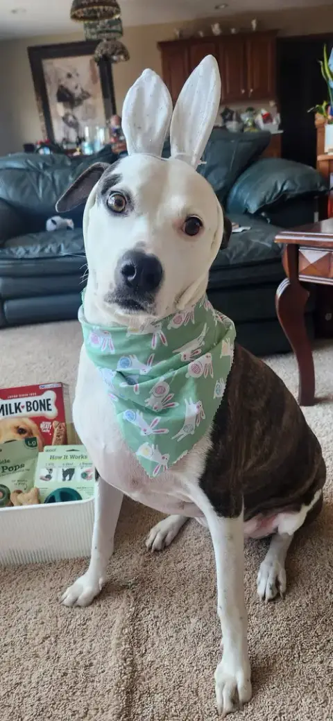 Piper Jo