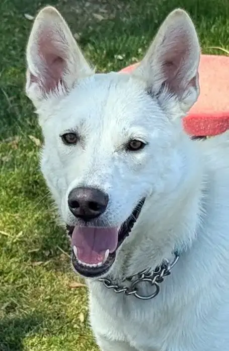 Milo