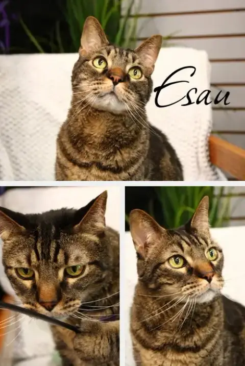 Esau