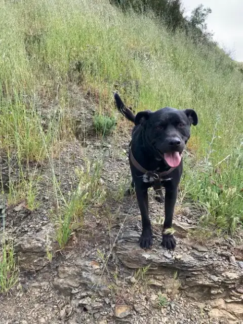 Max Boy photo 2