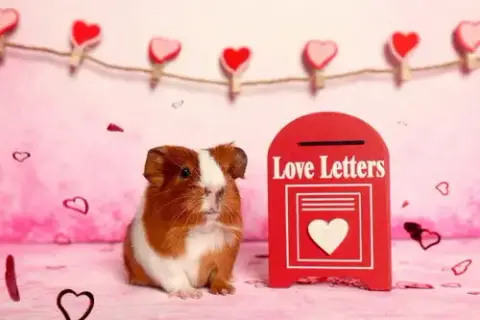 Tater & Tot photo 4
