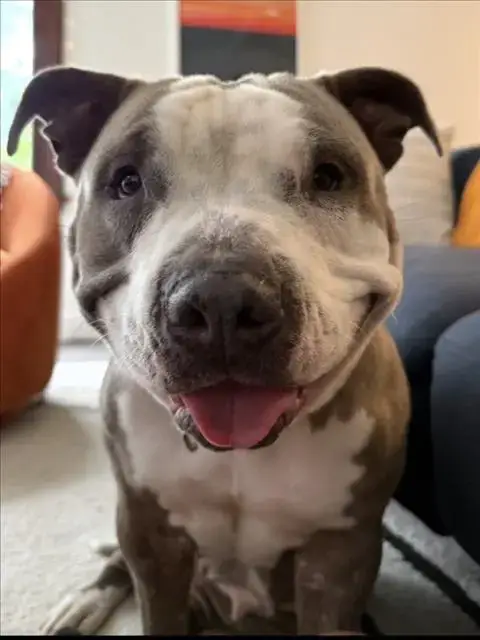 Peanut