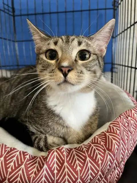 Mittens