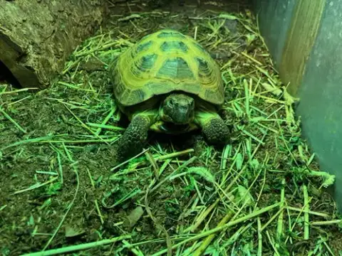 Sheldon