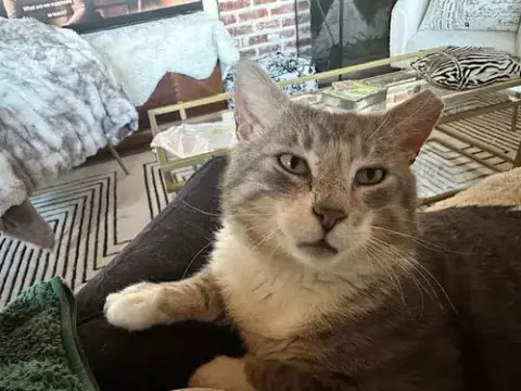 Mittens photo 2